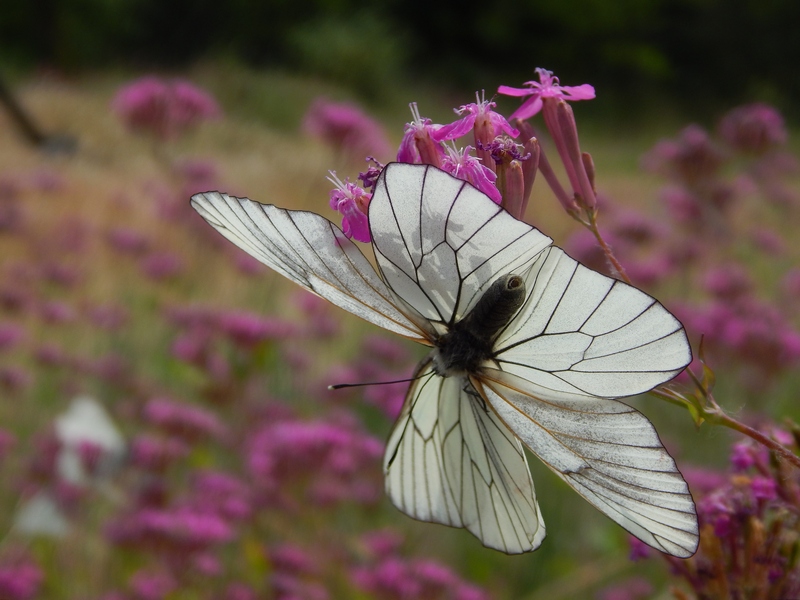 Aporia crataegi... una settimana dopo.